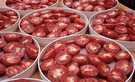 Tomater til tørring