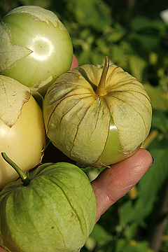 Tomatillo frugt