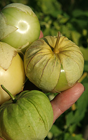 Modne tomatillo