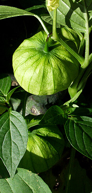 Tomatillo