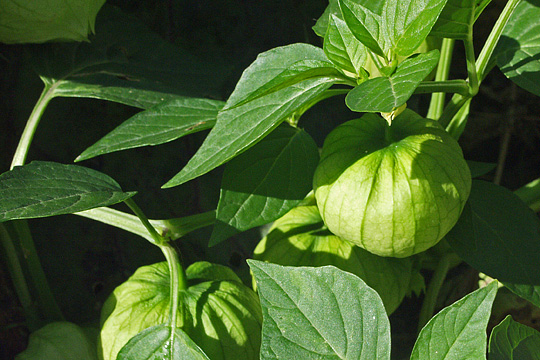 Tomatillo