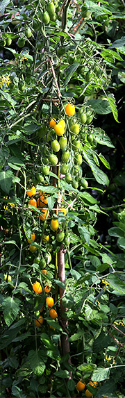 tomater friland