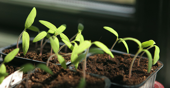 tomatkimplanter