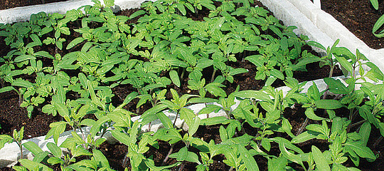 tomatplanter efter fremspiring