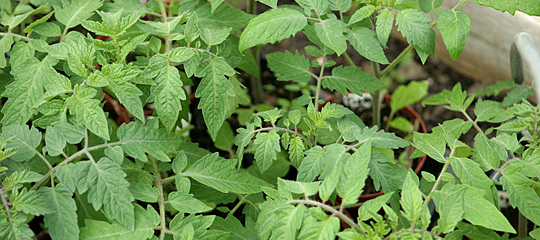 tomatplanter