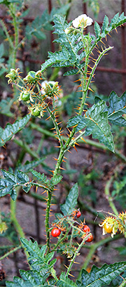 Solanum sisymbriifolium