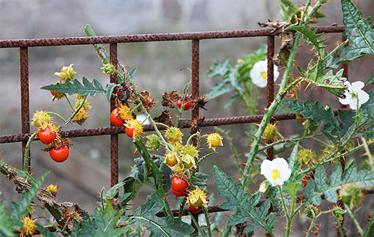 Solanum sisymbriifolium