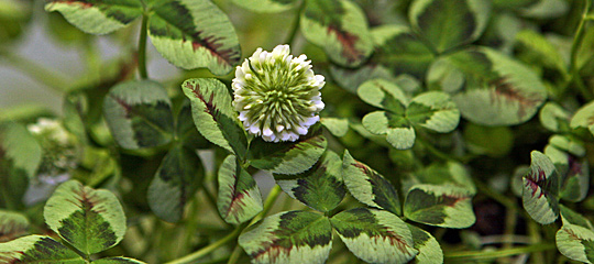 Trifolium repens