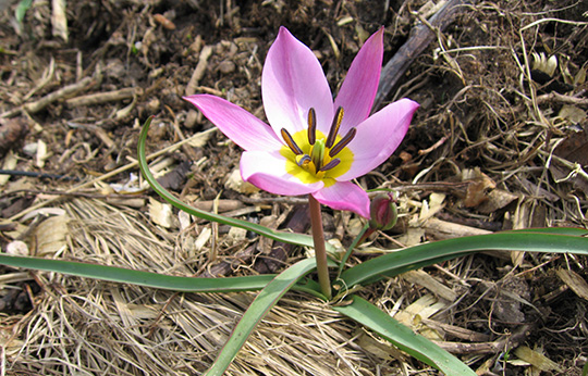 Tulipa pulchella ‘Humilis’.