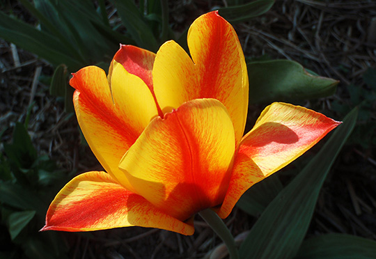 Tulipa greigii ‘Cape Cod’