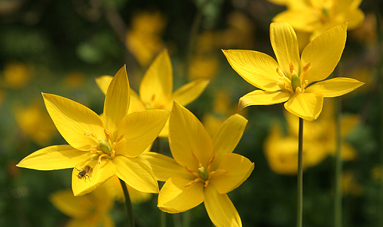 Skovtulipan, Tulipa sylvestris.