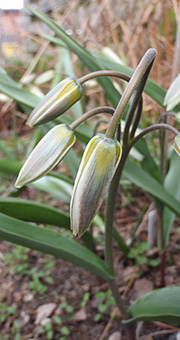 Tulipa turkistanica