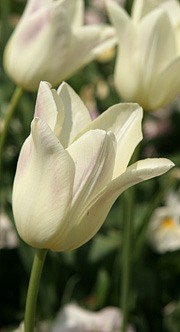 Hvid tulipan
