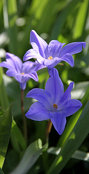 snepryd er en fin lille forårsløgblomst.