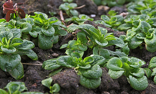 Vårsalat i februar