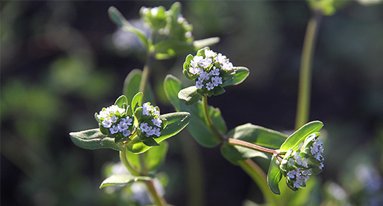 Vårsalat i blomst