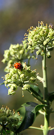 Mariehøne på vedbend blomst