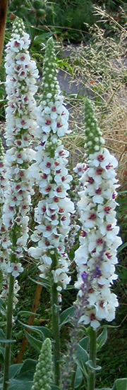 Verbascum nigrum Album