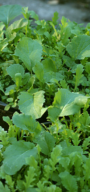 Vild rucola