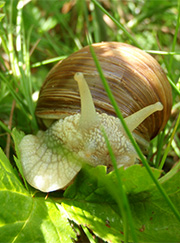 Vinbjergsnegl