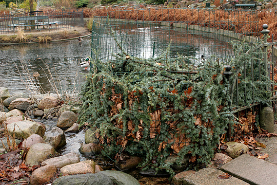 Vinterdække med blade af Gunnera