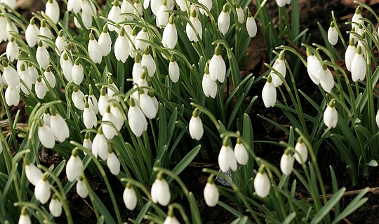 Havenyt.dk - af vintergækker efter blomstring