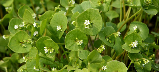 Vinterportulak, Montia perfoliata