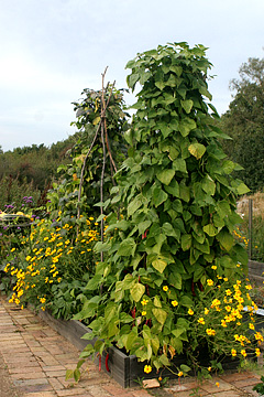 Wigwam bønnestativ