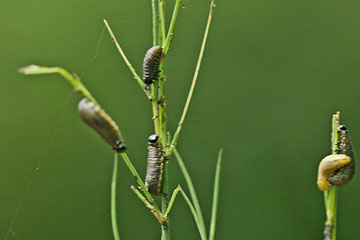Aspargesbille larver