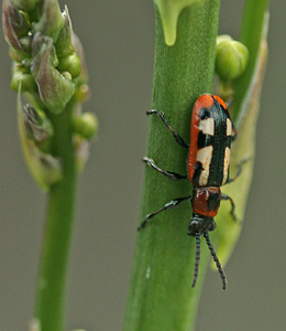 Aspargesbiller