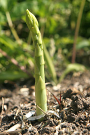 Årets første asparges