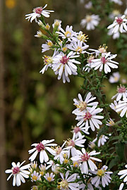 Aster drummondii