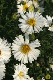 asters