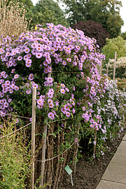 aster novae-angliae