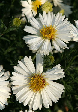 Asters er en gammeldags staude, som lyser op i havens staudebede i oktober. Foto: Karna Maj Asters i efteråret