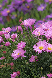 asters