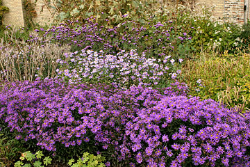 asters staudebed