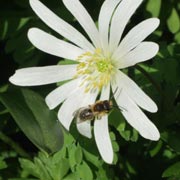 Balkananemone