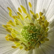 balkananemone