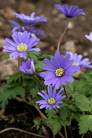 Balkananemone