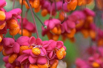 Benved, Euonymus europaeus, har i efteråret pink kapsler med orange frugter