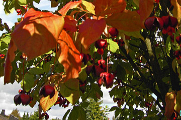 Euonymus planipes