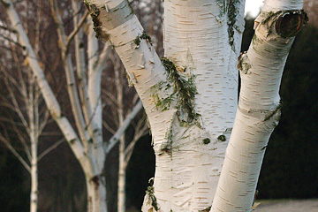 Birktræer med hvide stammer og grene lyser op i vinterlandskabe