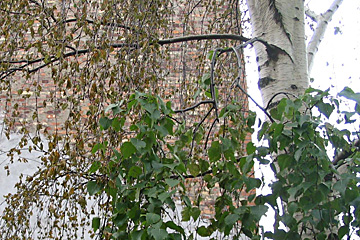 Birketræ med visne blade
