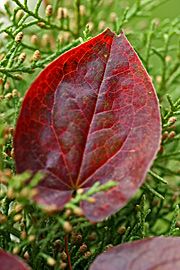 Bispehuens blade kan blive helt røde om vinteren.