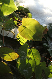 Bispehue står med grønne blade hele vinteren.