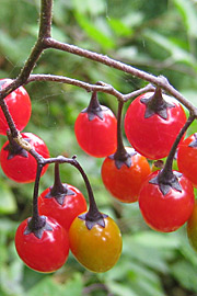 Bittersød natskygge, Solanum dulcamara, har nogle meget smukke frugter, som er giftige.