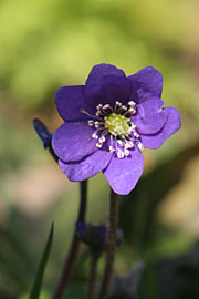 Blå anemone