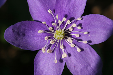 blå anemone