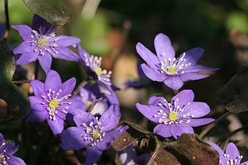 blå anemone